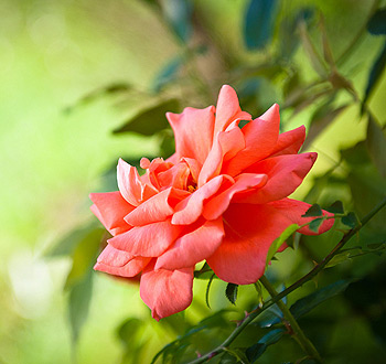 ddos在线压力测试平台